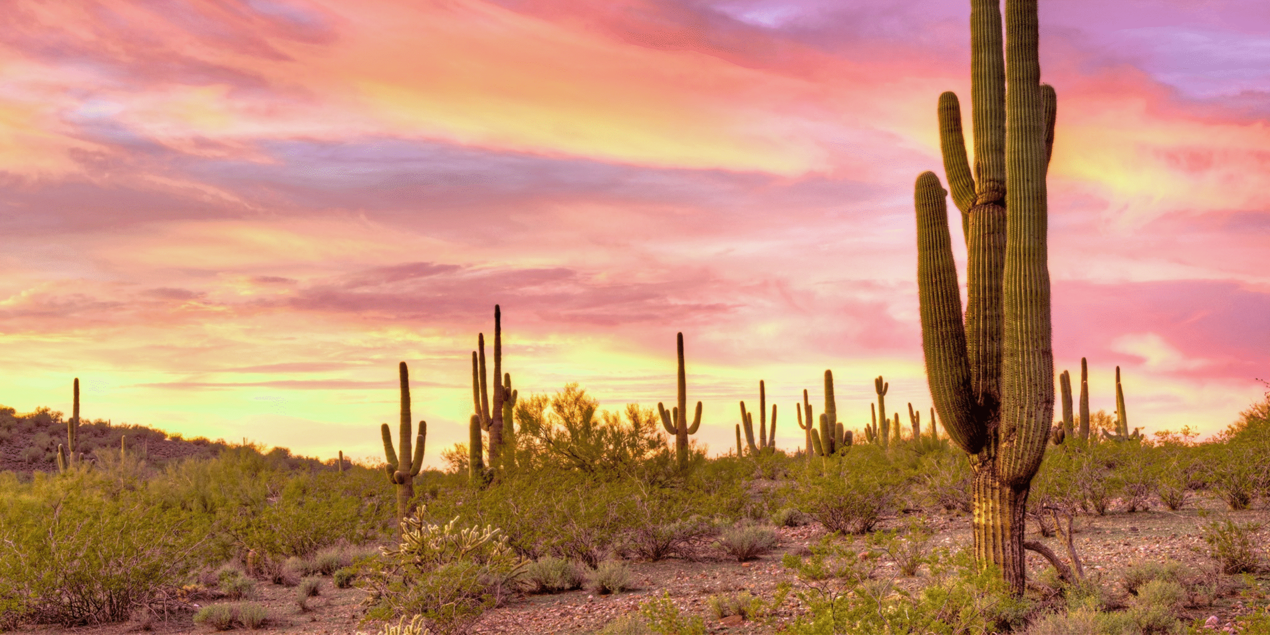 Experience Scottsdale